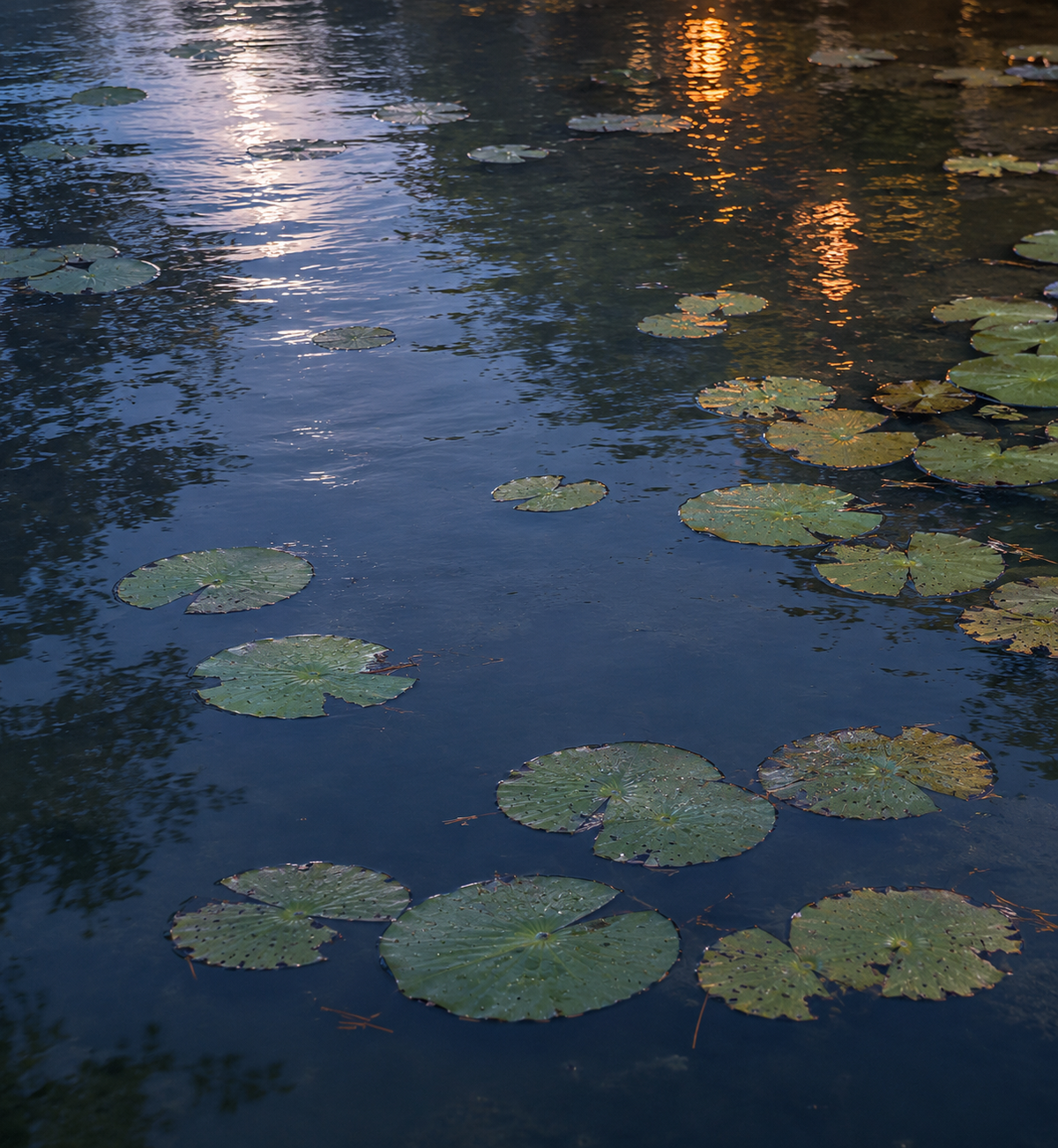 Moon and Pondlily | Takenaka Kenji × Takezasado