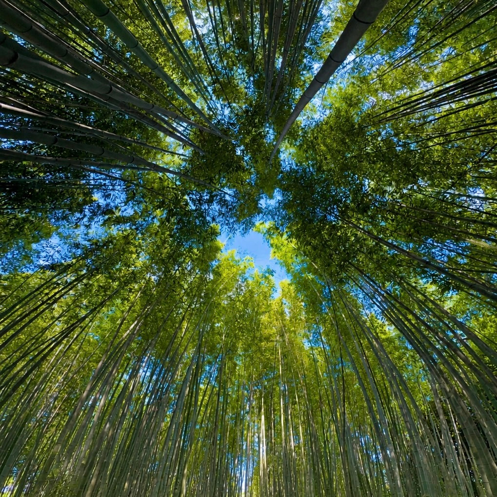 竹中健司 / Sagano（嵯峨野）