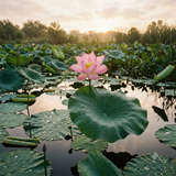 蓮始開